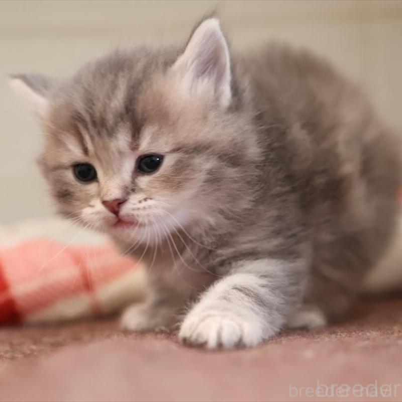 販売中の愛知県のサイベリアン-135441の10枚目