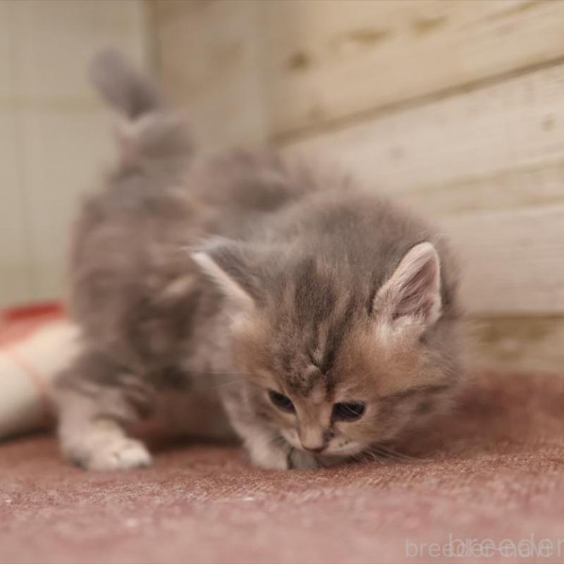 販売中の愛知県のサイベリアン-135441の9枚目