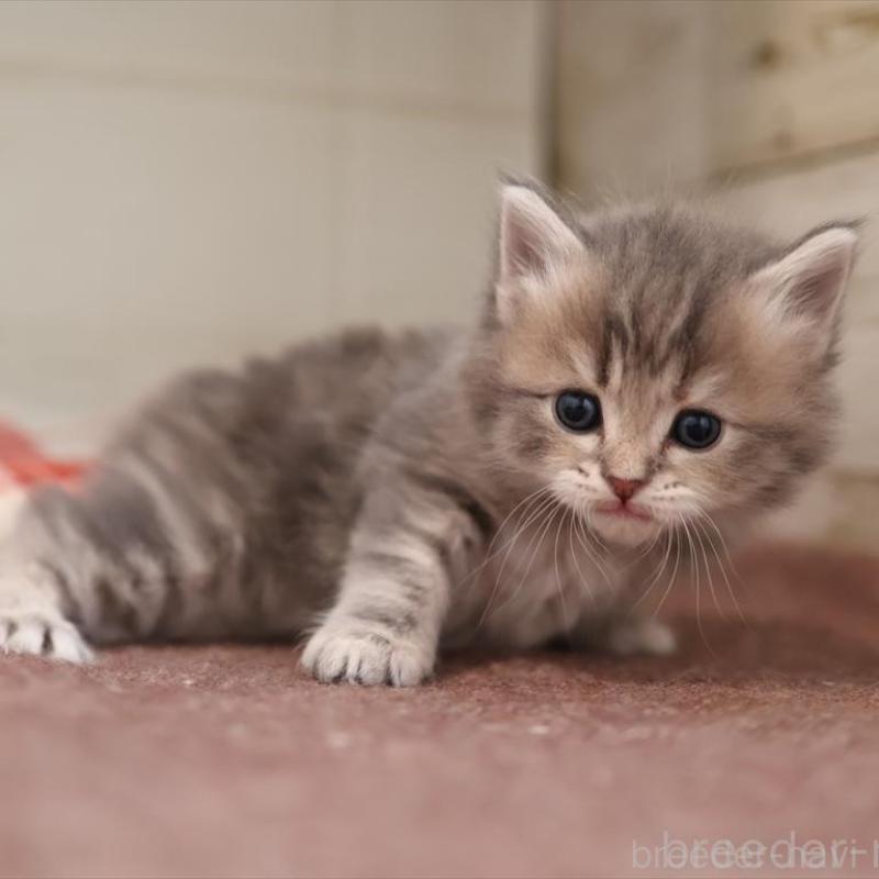 販売中の愛知県のサイベリアン-135441の8枚目