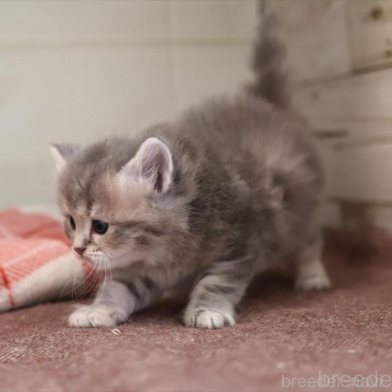 販売中の愛知県のサイベリアン-135441の7枚目