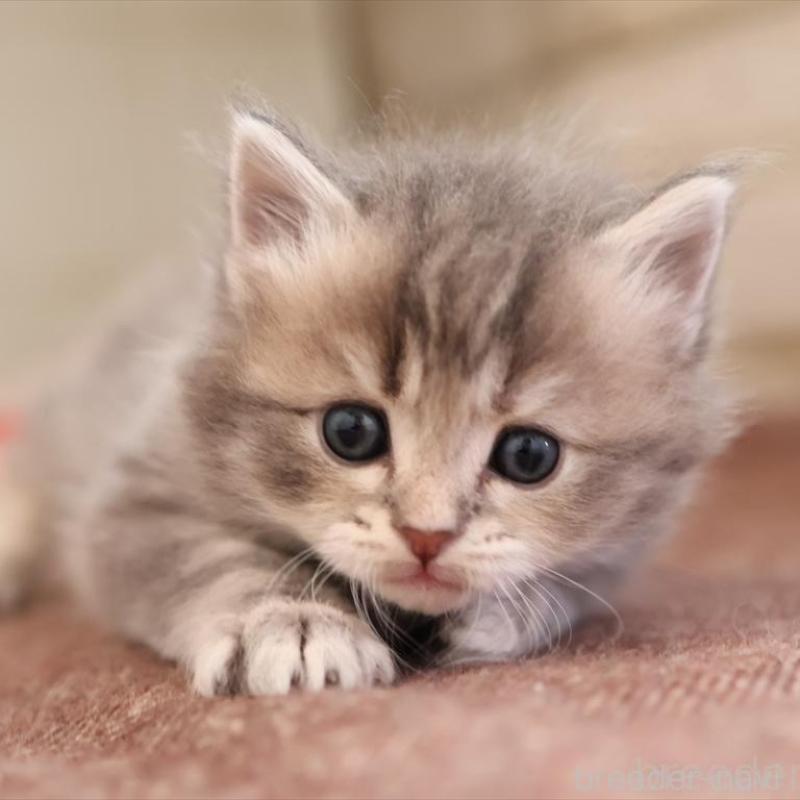 販売中の愛知県のサイベリアン-135441の5枚目