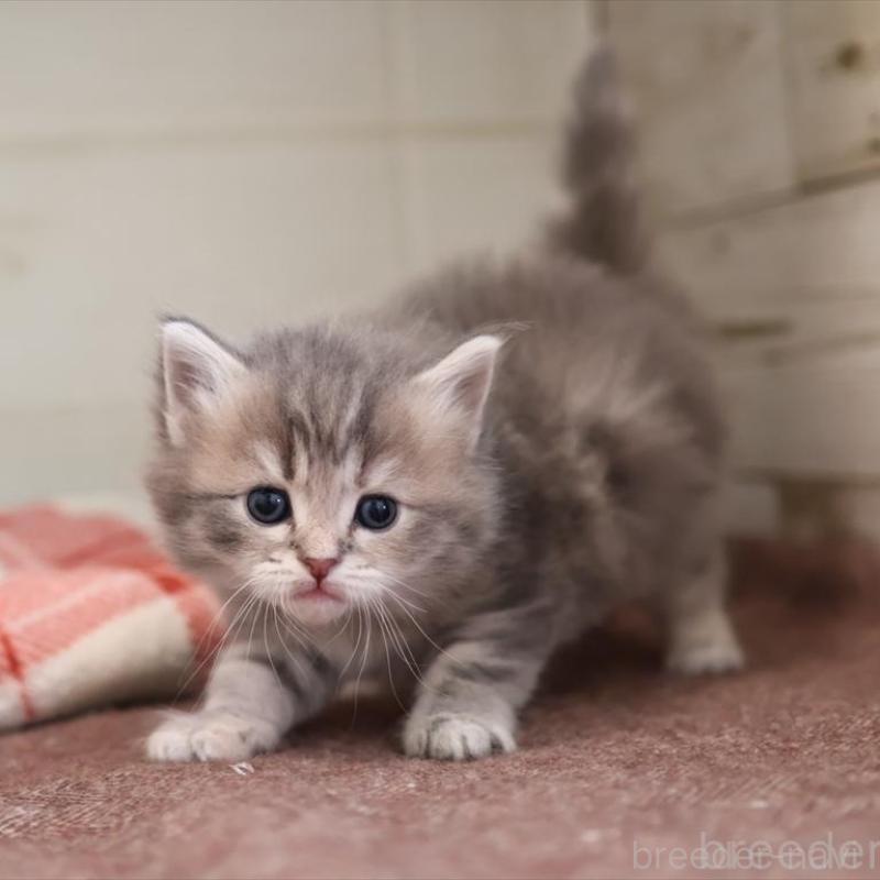 販売中の愛知県のサイベリアン-135441の3枚目