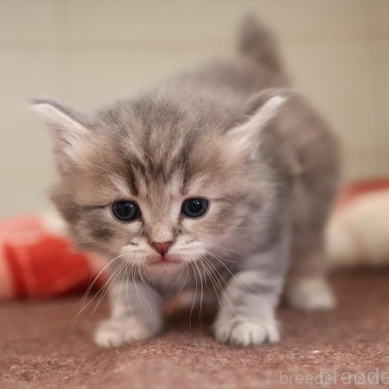 販売中の愛知県のサイベリアン-135441の2枚目