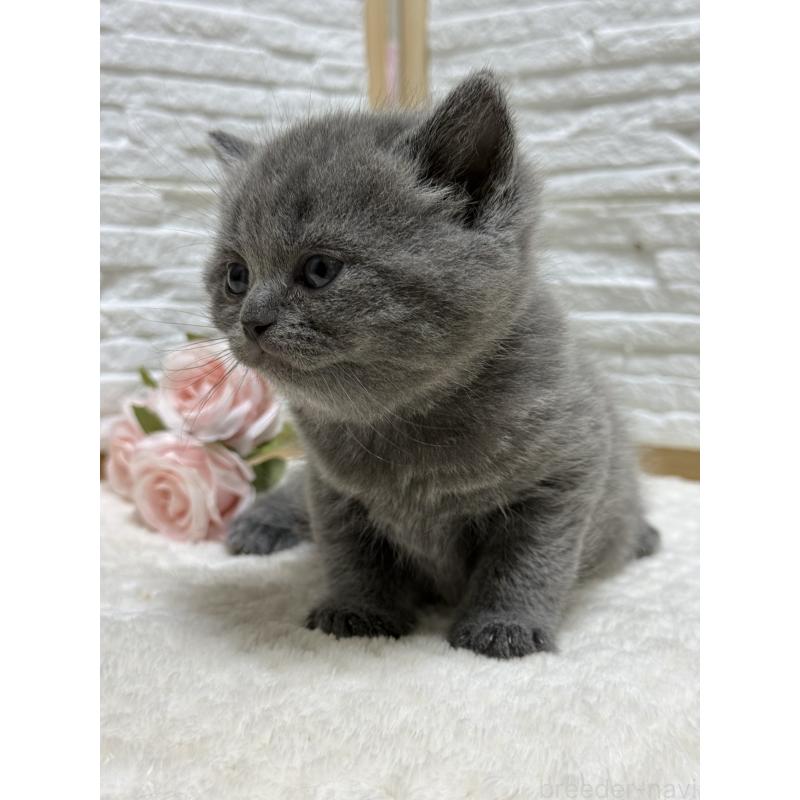 成約済の栃木県のブリティッシュショートヘア-134260の4枚目