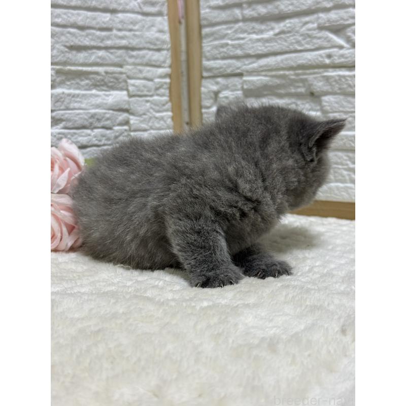 成約済の栃木県のブリティッシュショートヘア-134260の3枚目