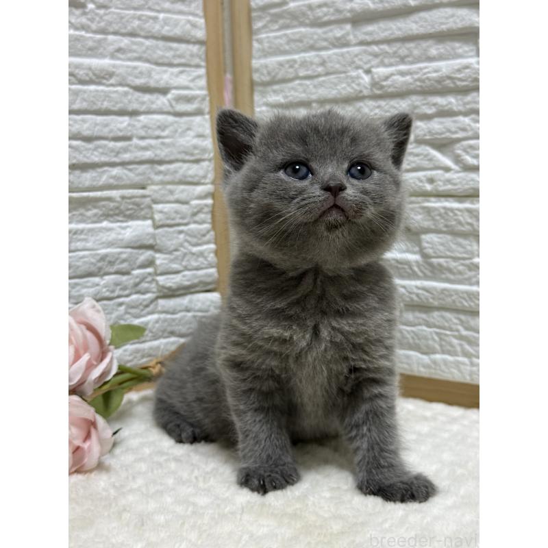 成約済の栃木県のブリティッシュショートヘア-134261の3枚目