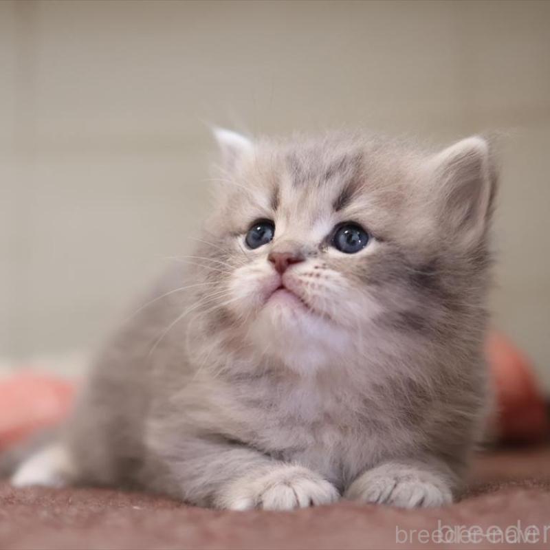 販売中の愛知県のサイベリアン-135442の15枚目