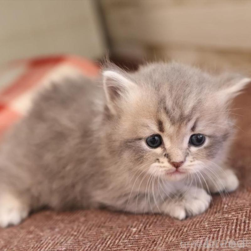 販売中の愛知県のサイベリアン-135442の14枚目