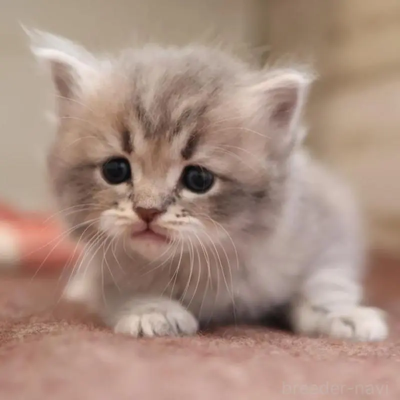 販売中の愛知県のサイベリアン-135442の1枚目