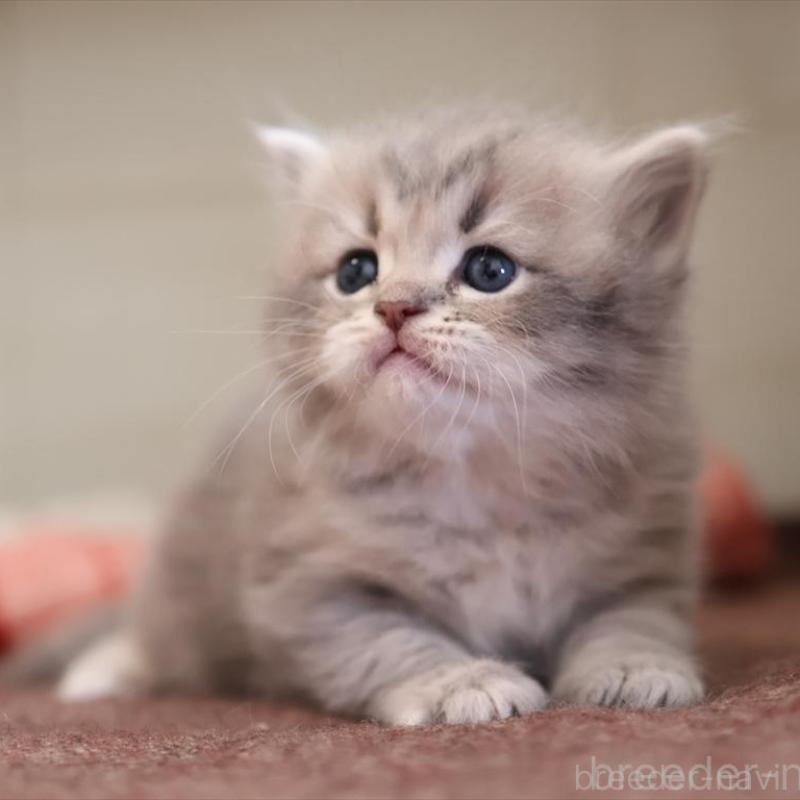 販売中の愛知県のサイベリアン-135442の13枚目