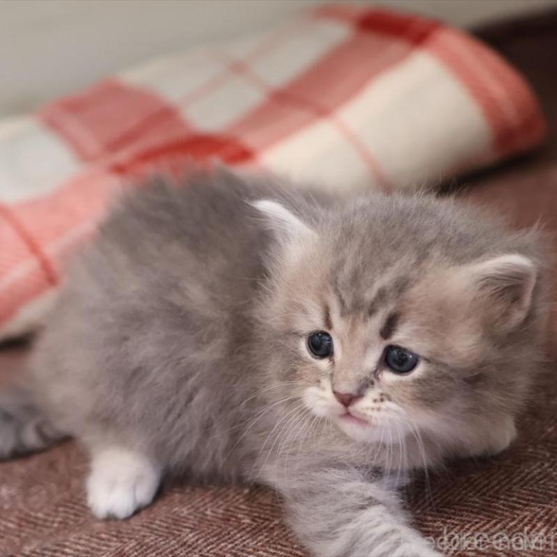 販売中の愛知県のサイベリアン-135442の11枚目