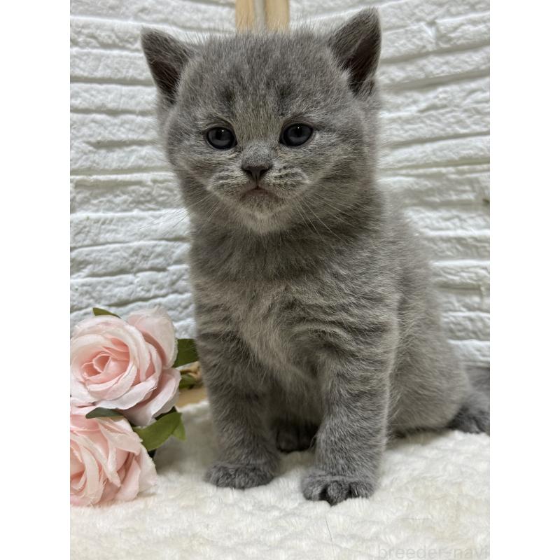 成約済の栃木県のブリティッシュショートヘア-134262の6枚目