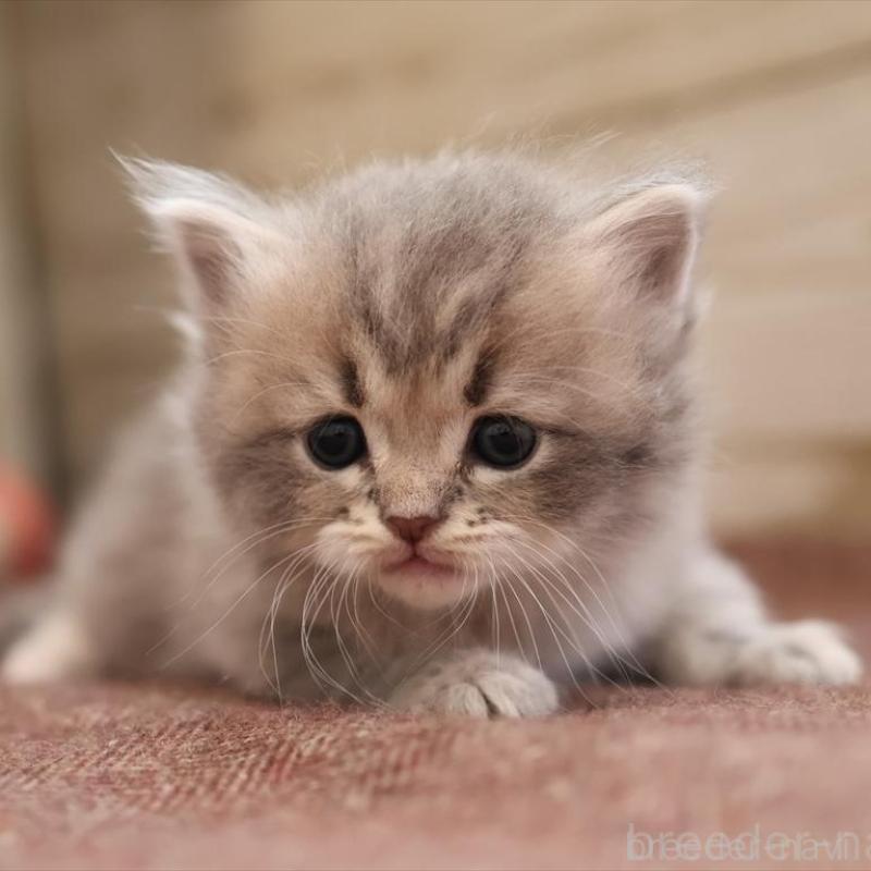 販売中の愛知県のサイベリアン-135442の9枚目