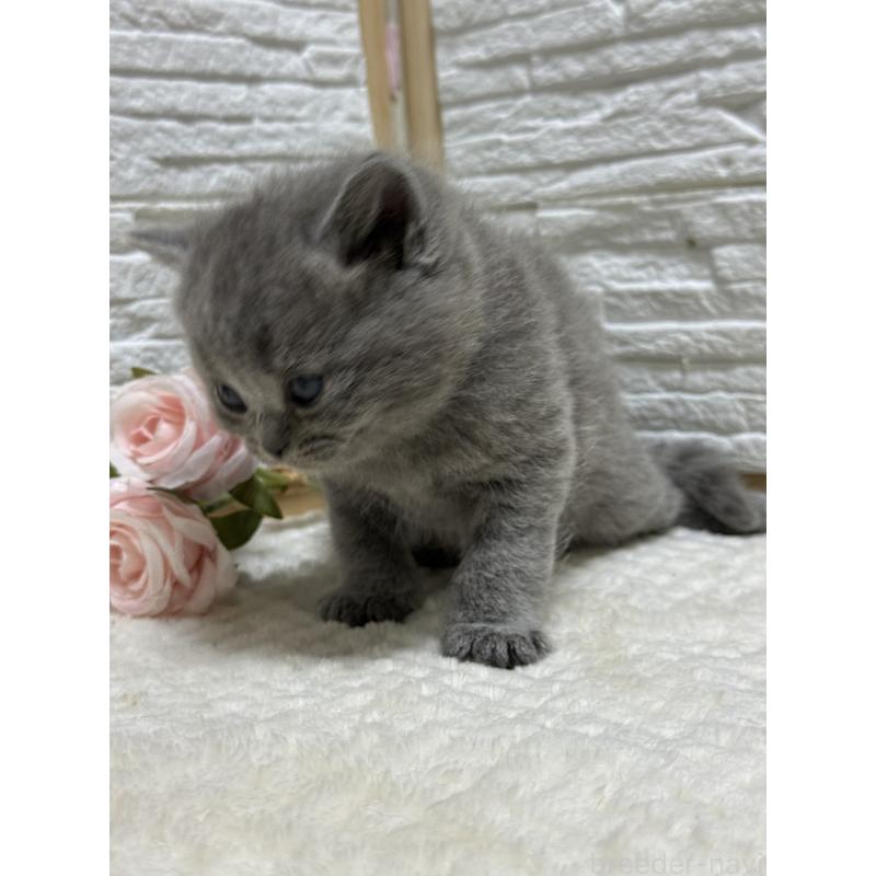 成約済の栃木県のブリティッシュショートヘア-134262の5枚目