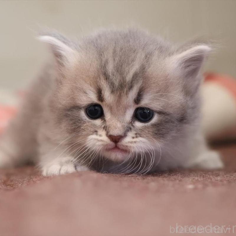 販売中の愛知県のサイベリアン-135442の7枚目