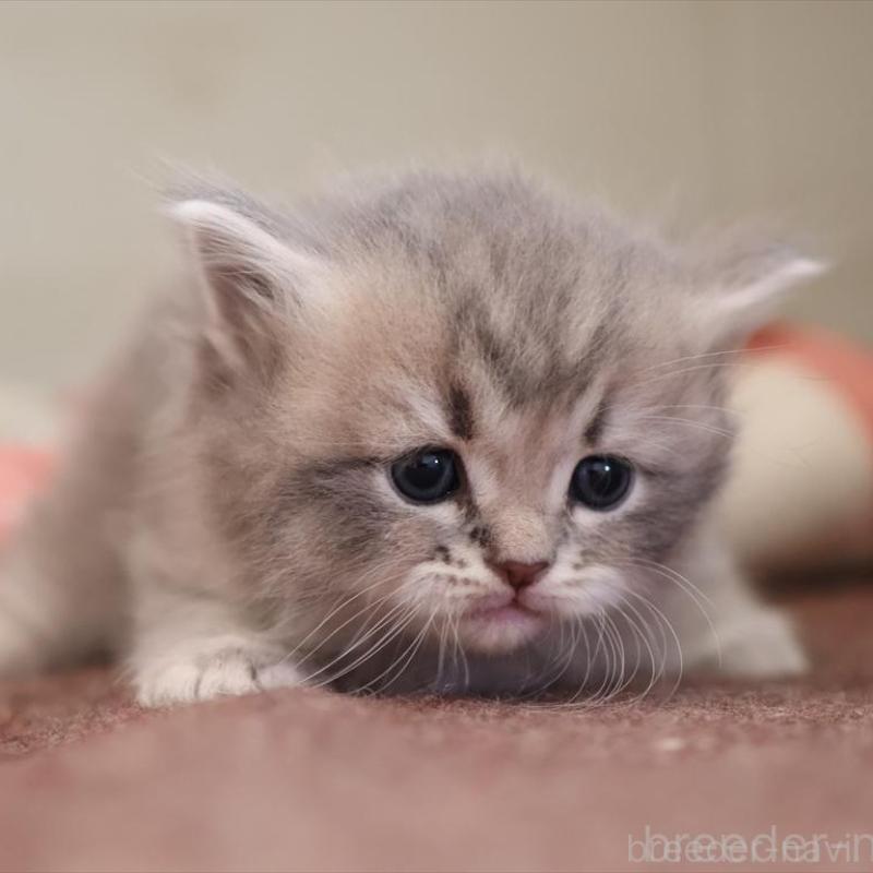 販売中の愛知県のサイベリアン-135442の6枚目