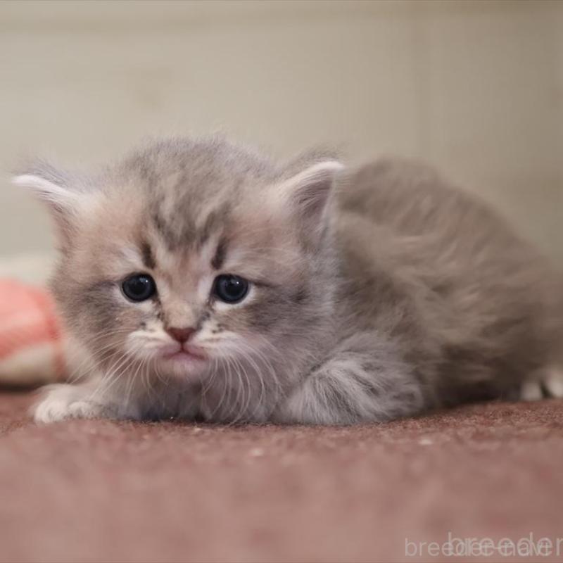 販売中の愛知県のサイベリアン-135442の5枚目