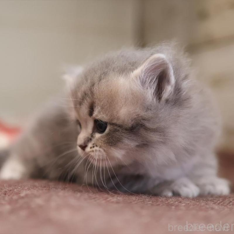 販売中の愛知県のサイベリアン-135442の4枚目