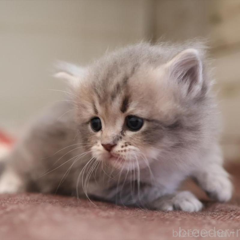 販売中の愛知県のサイベリアン-135442の3枚目