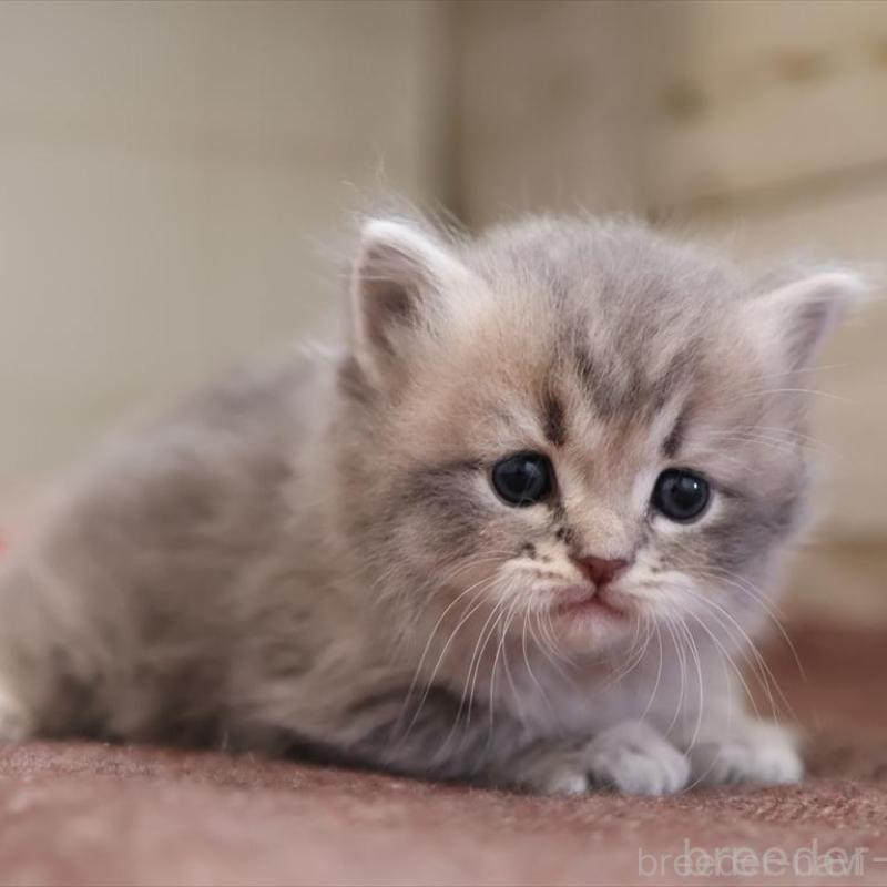 販売中の愛知県のサイベリアン-135442の2枚目