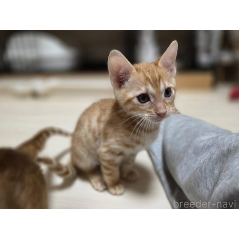 販売中の神奈川県のベンガル-133402の2枚目