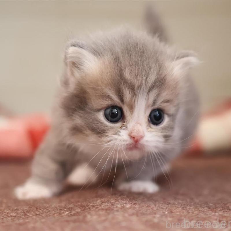 販売中の愛知県のミヌエット-135443の10枚目