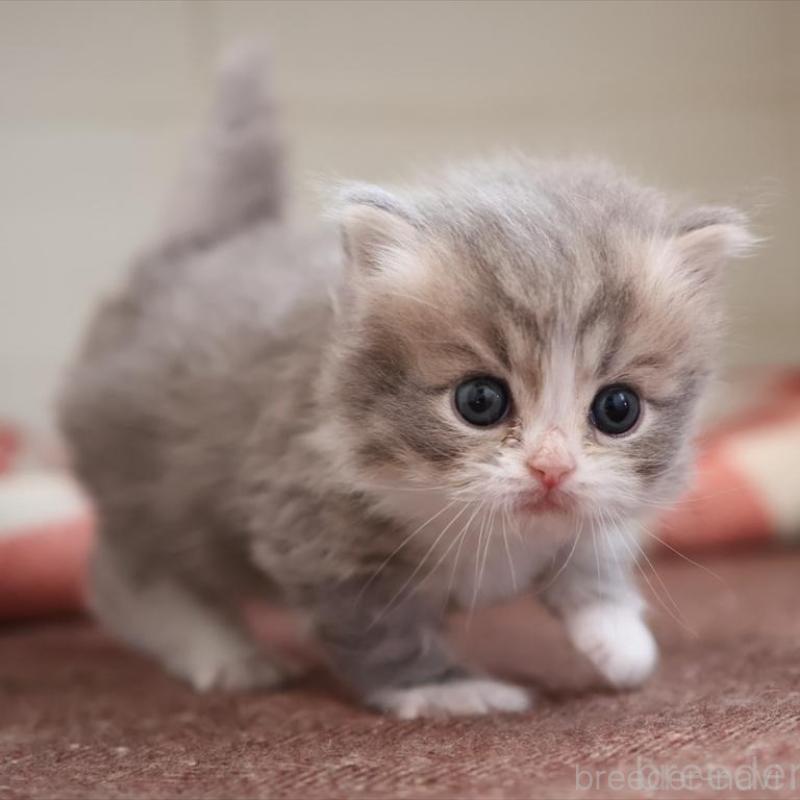 販売中の愛知県のミヌエット-135443の9枚目