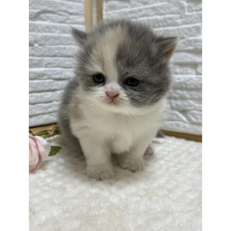 販売中の栃木県のブリティッシュロングヘア-135444の4枚目