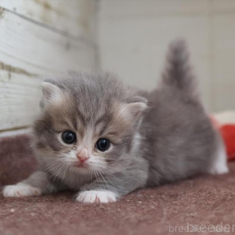 販売中の愛知県のミヌエット-135443の8枚目