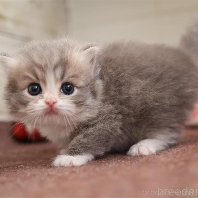 販売中の愛知県のミヌエット-135443の7枚目