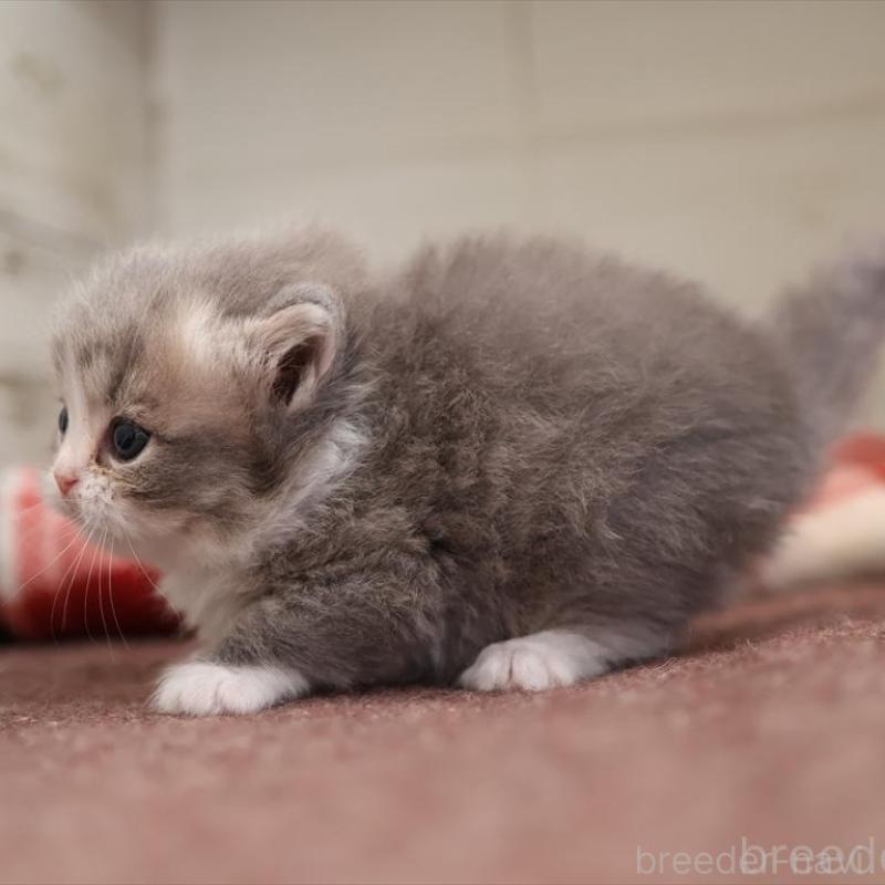 販売中の愛知県のミヌエット-135443の6枚目