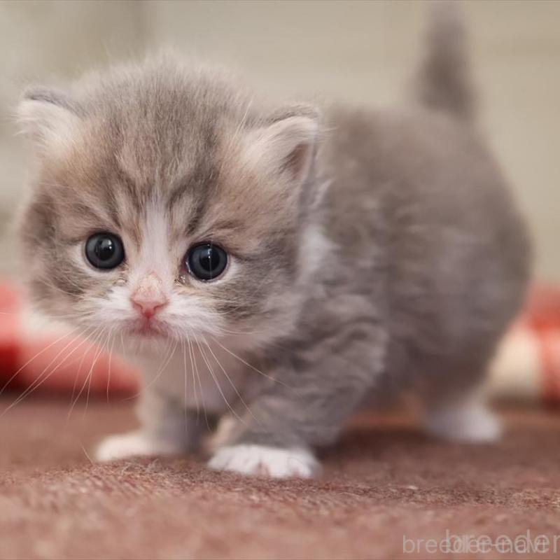 販売中の愛知県のミヌエット-135443の5枚目