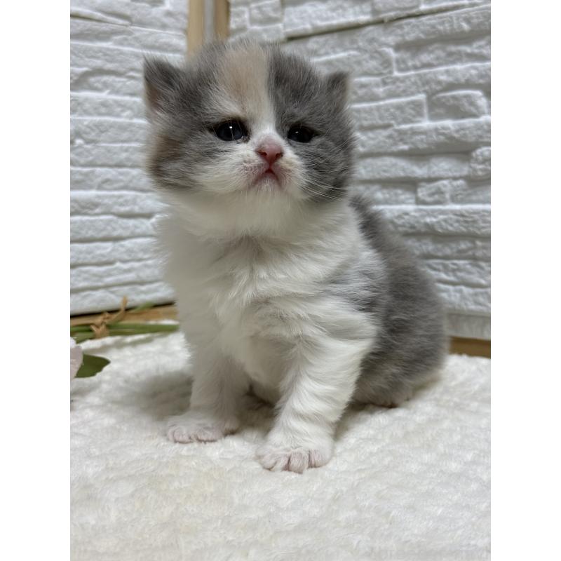 販売中の栃木県のブリティッシュロングヘア-135444の3枚目