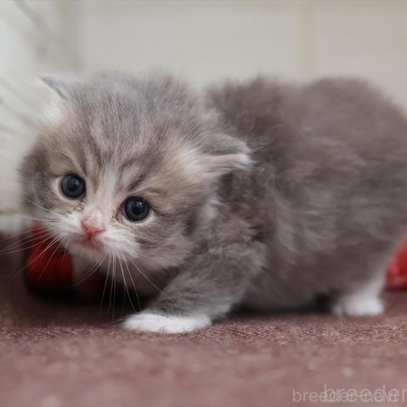 販売中の愛知県のミヌエット-135443の3枚目