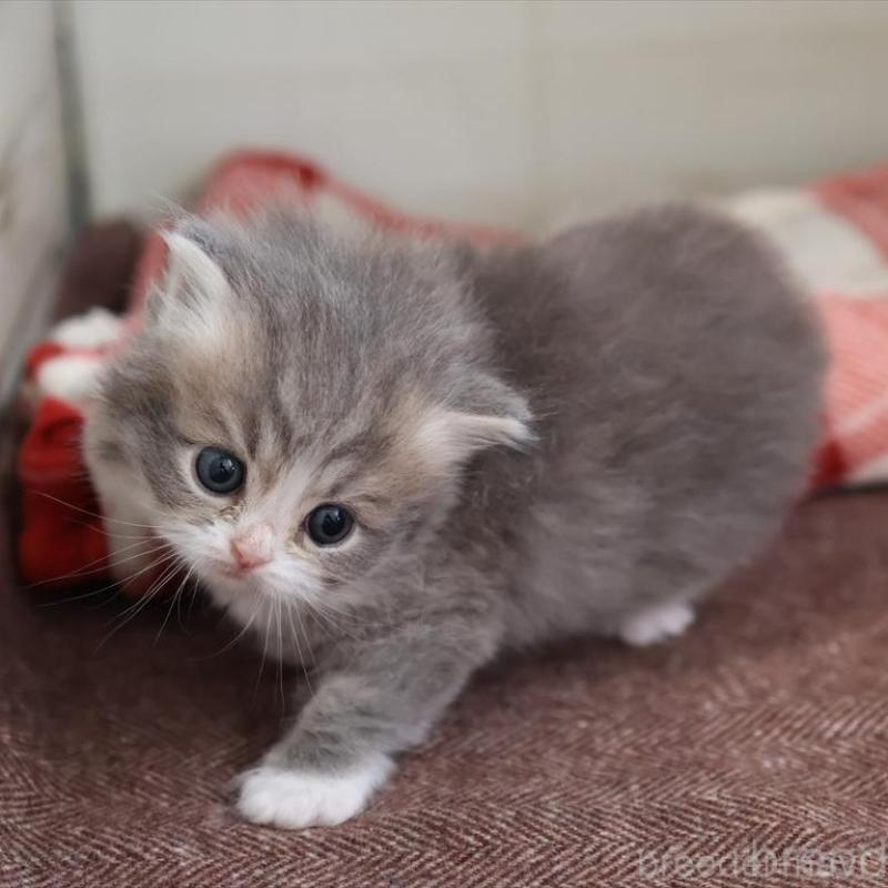 販売中の愛知県のミヌエット-135443の2枚目