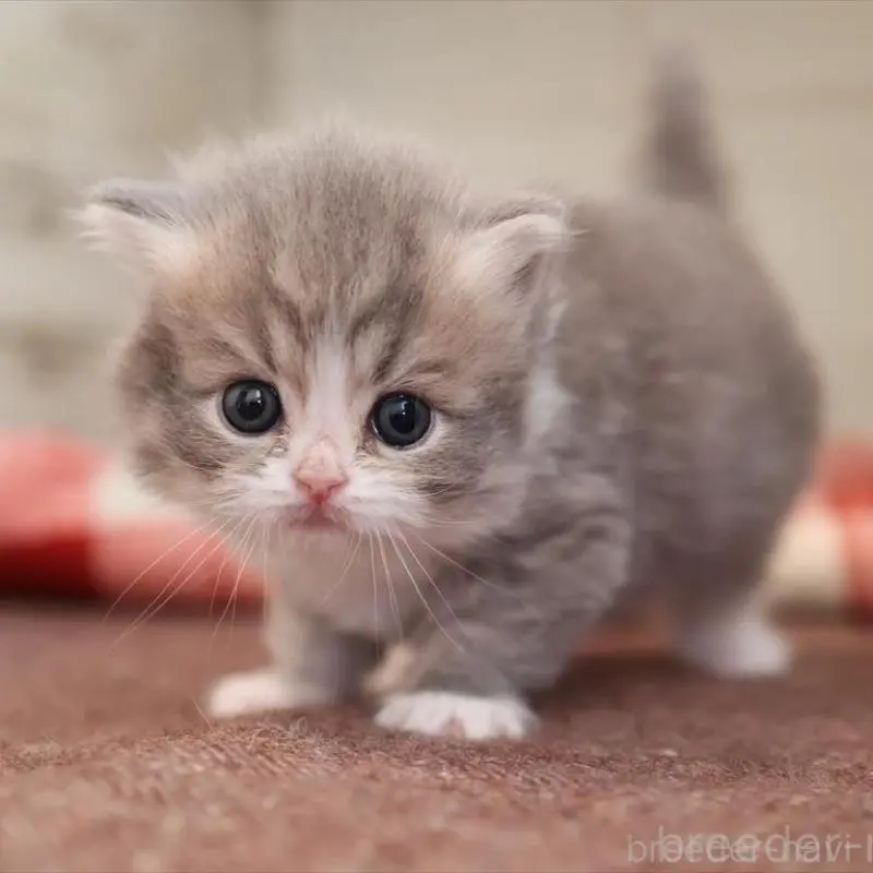 販売中の愛知県のミヌエット-135443