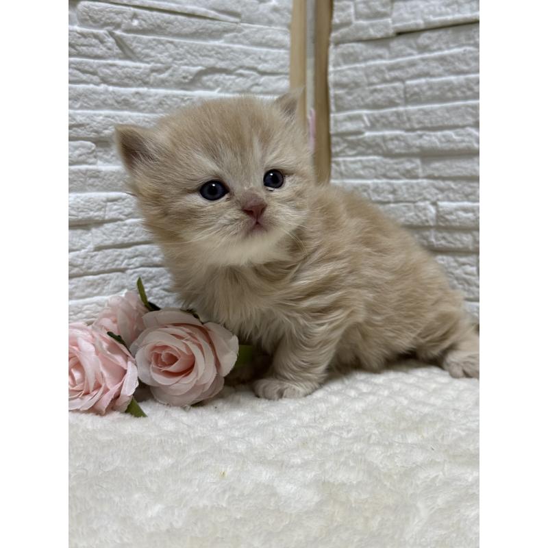 販売中の栃木県のブリティッシュロングヘア-135445の3枚目