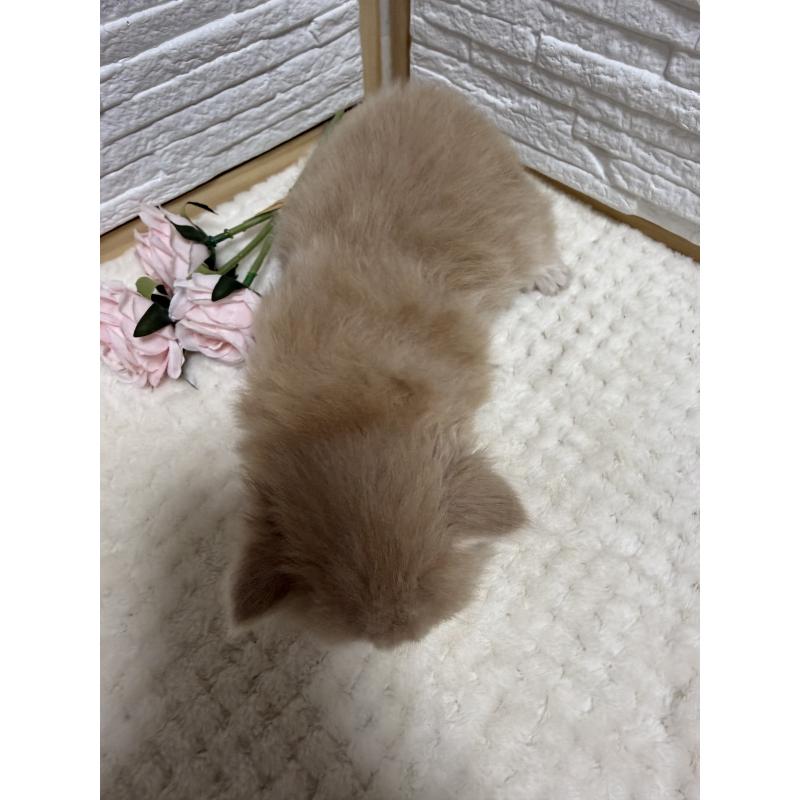 販売中の栃木県のブリティッシュロングヘア-135445の2枚目