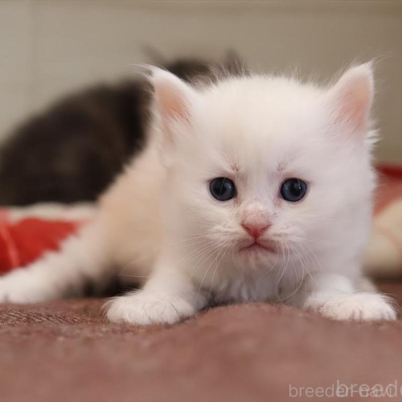 販売中の愛知県のサイベリアン-135446の10枚目