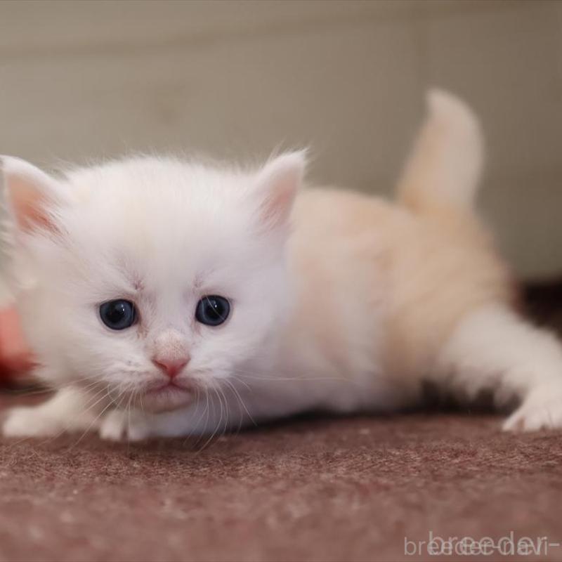 販売中の愛知県のサイベリアン-135446の9枚目