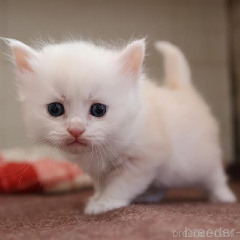 販売中の愛知県のサイベリアン-135446の8枚目