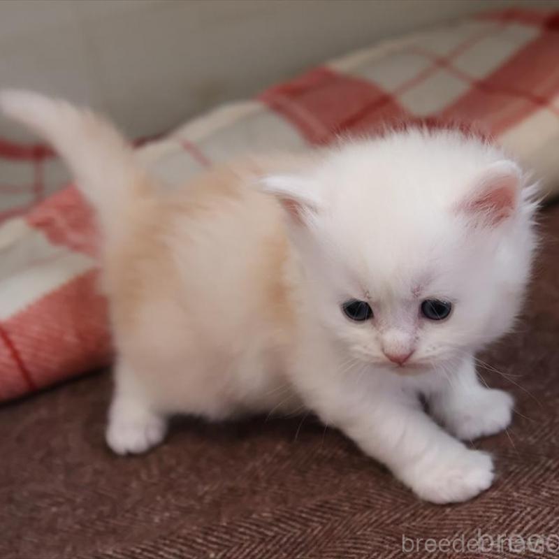 販売中の愛知県のサイベリアン-135446の7枚目