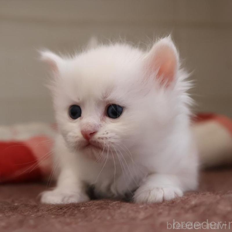 販売中の愛知県のサイベリアン-135446の6枚目