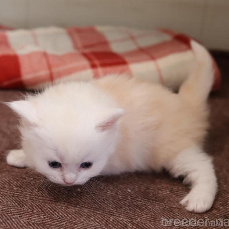 販売中の愛知県のサイベリアン-135446の2枚目