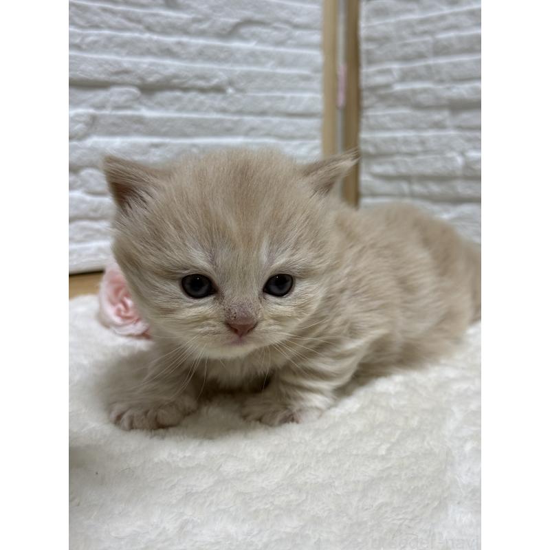 販売中の栃木県のブリティッシュロングヘア-135447の4枚目