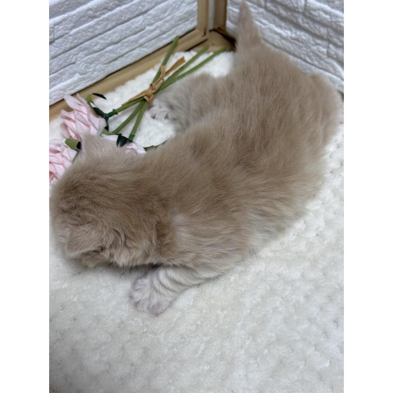 販売中の栃木県のブリティッシュロングヘア-135447の3枚目