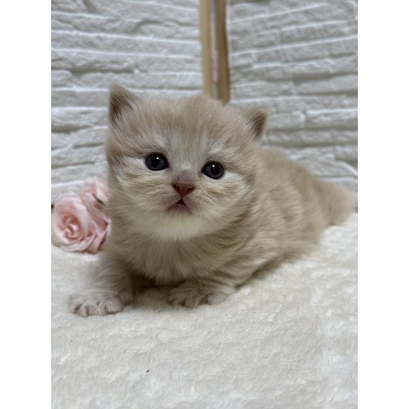 販売中の栃木県のブリティッシュロングヘア-135447の2枚目