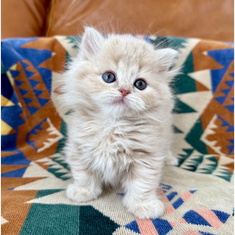 販売中の神奈川県のマンチカン-135186