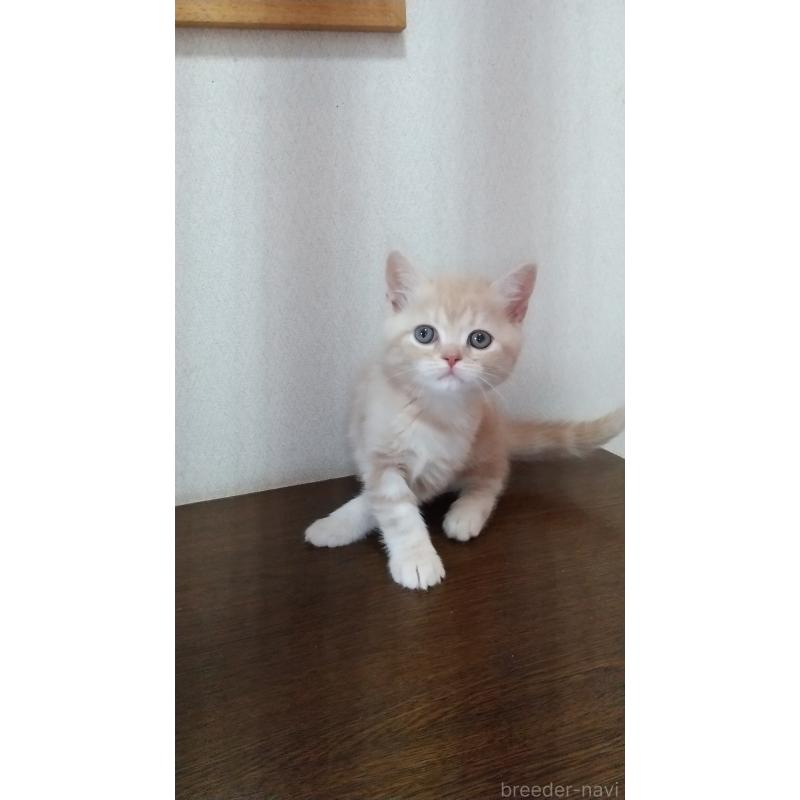 成約済の栃木県のスコティッシュフォールド-135282の3枚目