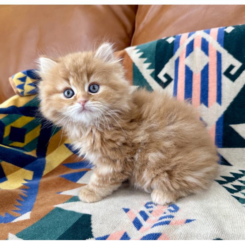 販売中の神奈川県のマンチカン-135188